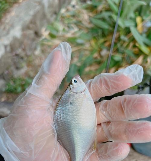 深圳黑坑鲳鱼垂钓技巧大揭秘（掌握钓点、饵料和技巧）  第1张