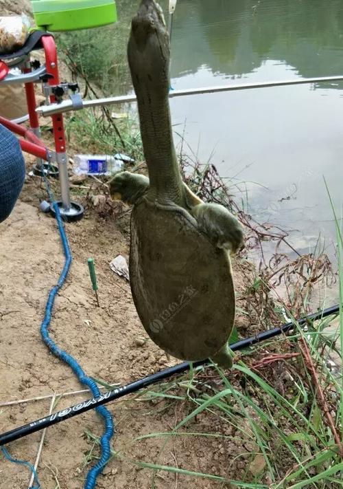 沈阳大棚钓鱼技巧与方法（探秘沈阳大棚钓鱼的窍门）  第1张
