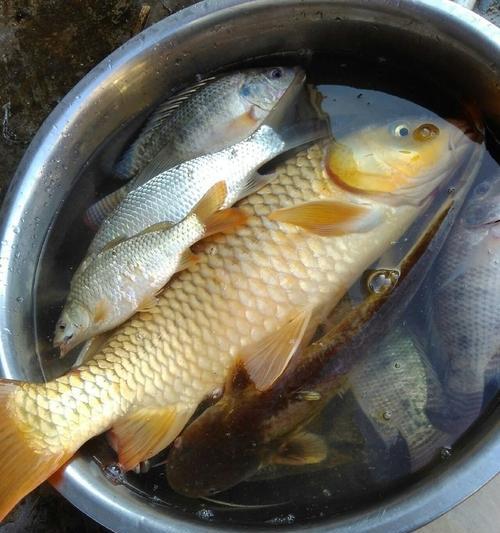 夏日畅钓鲤鱼技巧（追求钓鲤的必备技巧与心得分享）  第1张
