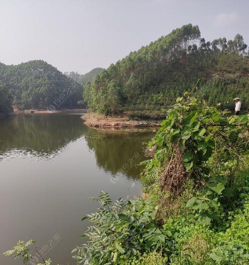 水库闹窝钓鱼技巧（钓鱼高手分享的实用技巧）  第1张