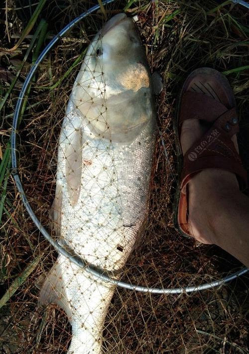 贴拉线钓鱼技巧教程（掌握钓鱼必备技巧）  第1张