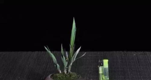 以铁皮石斛钓鱼技巧和方法（掌握铁皮石斛钓鱼）  第1张