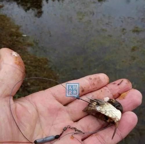 挖草洞钓鱼的技巧（掌握挖草洞钓鱼的窍门）  第1张