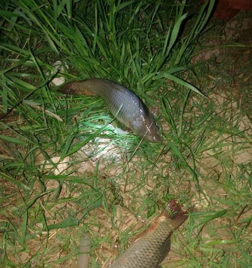 渭水钓鱼的最佳方法与技巧（掌握这一关键技巧）  第1张
