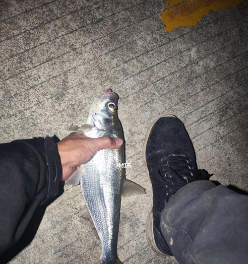 夏季夜钓白条技巧（独家技巧助你夜晚捕获白条的最佳时机和方法）  第1张