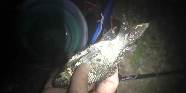 夏末夜钓钓鲫鱼技巧（夏夜钓鲫鱼）  第1张