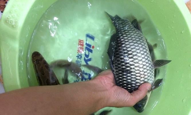 小黑钓鱼的绝佳方法和技巧（掌握小黑钓鱼的关键）  第1张
