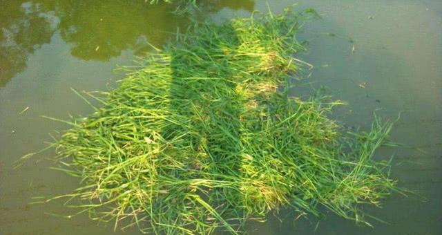 探秘小浪底野钓草窝的技巧（深入了解小浪底野钓草窝的钓技要点）  第1张