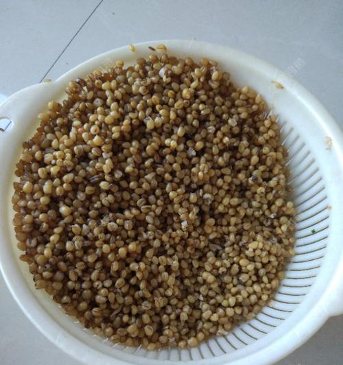 小麦饵钓鱼技巧（提高钓鱼成功率的关键技巧）  第1张