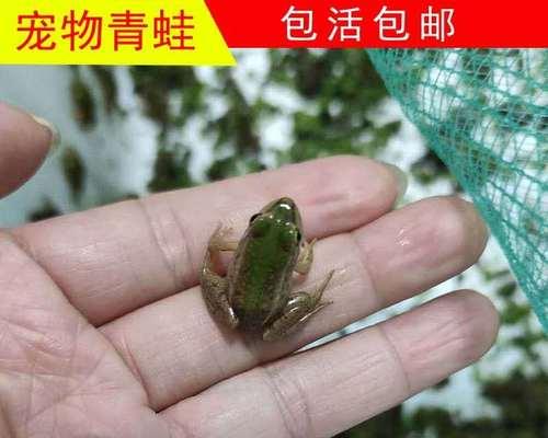 小青蛙钓鱼的技巧大揭秘（掌握关键诀窍）  第1张