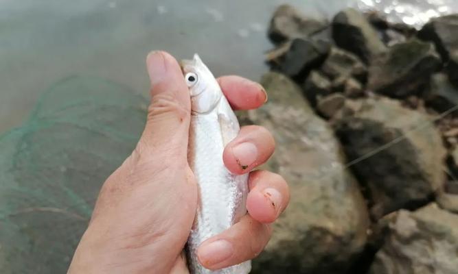 小溪野钓技巧的选择（探讨在小溪中野钓时）  第1张