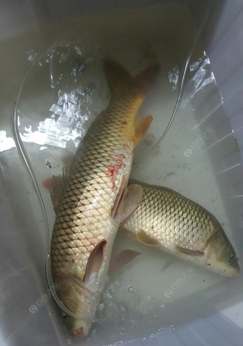 小鱼塘钓鱼技巧——水浅饵料没口（提高钓鱼成功率的有效方法）  第1张
