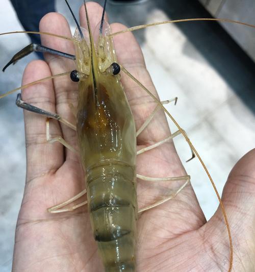 野钓大虾小技巧（解锁捕捞大虾的秘诀）  第1张