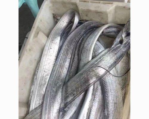 野钓带鱼的绝佳方法与技巧（一起来探索如何以野钓方式捕捉带鱼吧）  第1张