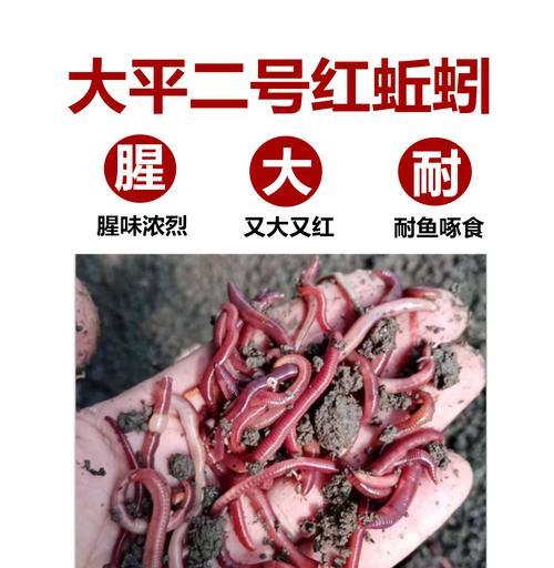 野钓挂红虫的方法与技巧（掌握野钓技巧）  第1张
