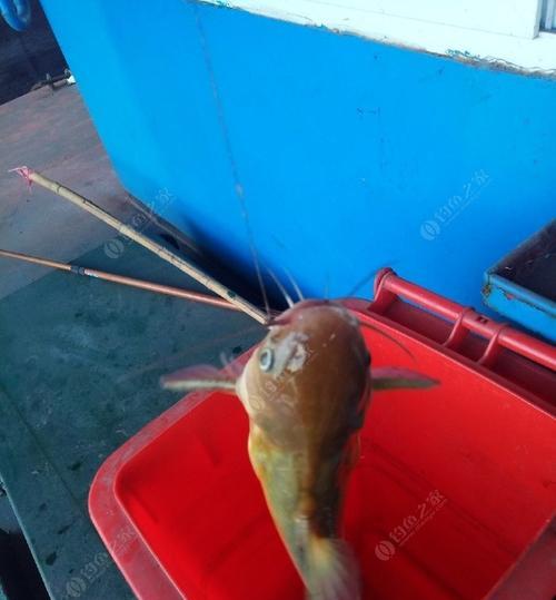 冬天野钓黄骨鱼技巧（寒冬中的黄骨鱼钓法大揭秘）  第1张
