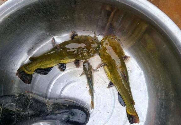 野钓黄辣丁鱼的技巧与方法（探索黄辣丁鱼的捕获秘籍）  第1张
