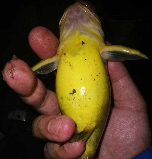 野钓浑水开饵技巧（深入探究野钓浑水开饵的技术与窍门）  第1张