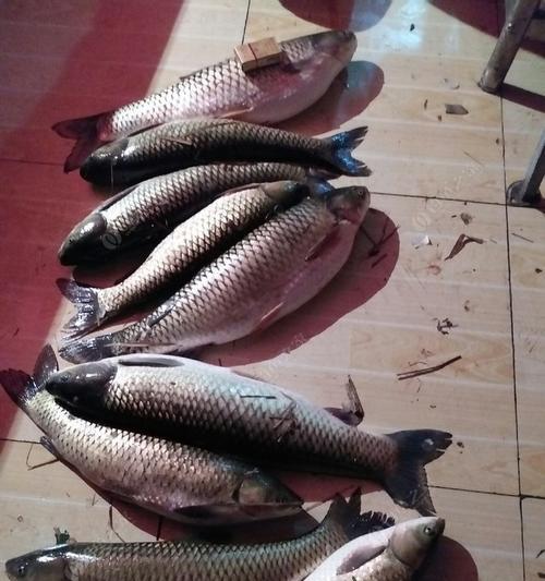 野河走水钓草鱼技巧与方法（轻松掌握钓草鱼的窍门）  第1张