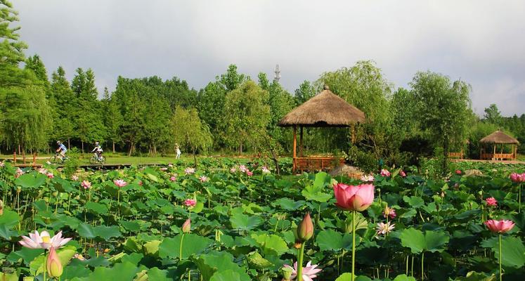 野荷花池钓金鱼的技巧与经验（揭秘野荷花池中钓金鱼的窍门）  第1张