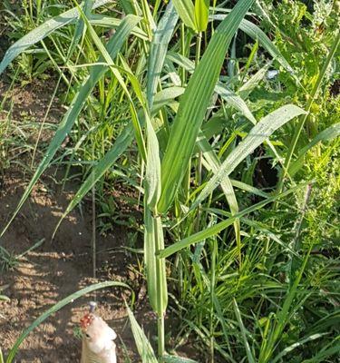 以野生草莓钓草鱼的技巧（掌握正确的草鱼诱饵和钓法）  第1张