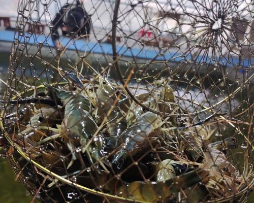 野生河虾的钓法与技巧（掌握钓鱼技巧）  第1张
