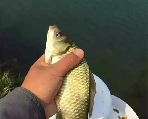 野生鱼塘钓鲤鱼技巧（掌握技巧）  第1张