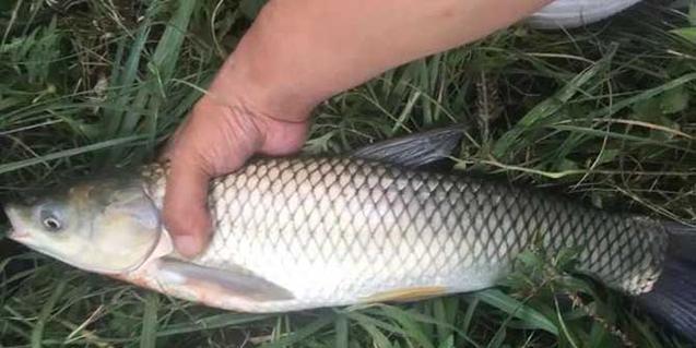 野生竹子钓草鱼的技巧（捕捉不一样的美味享受）  第1张