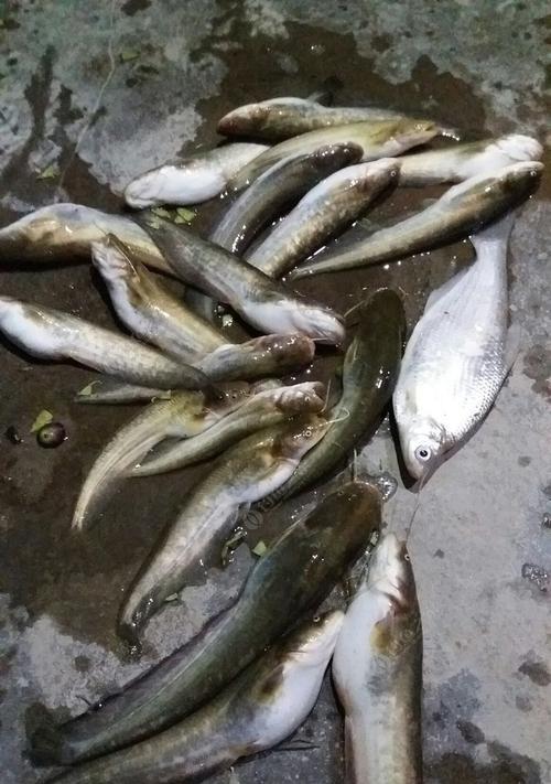 野外鸡肝垂钓鲤鱼的技巧（提高垂钓鲤鱼成功率的秘诀）  第1张