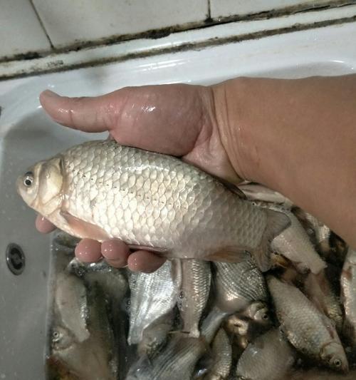 野外蚯蚓钓鲫鱼技巧大揭秘（掌握这一个关键技巧）  第1张