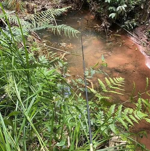 野外水沟钓鱼技巧（轻松掌握）  第1张