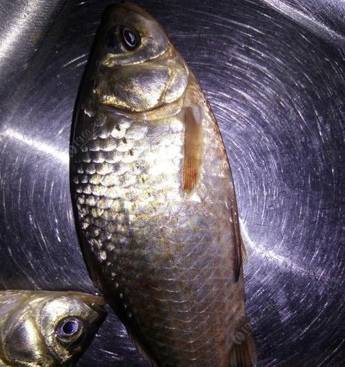 夜钓鱼饵配方与技巧（掌握夜钓鱼的制胜秘笈）  第3张