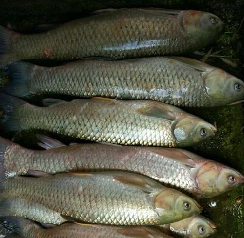 探秘夜光漂钓草鱼的最佳方法和技巧（夜光漂钓草鱼）  第2张