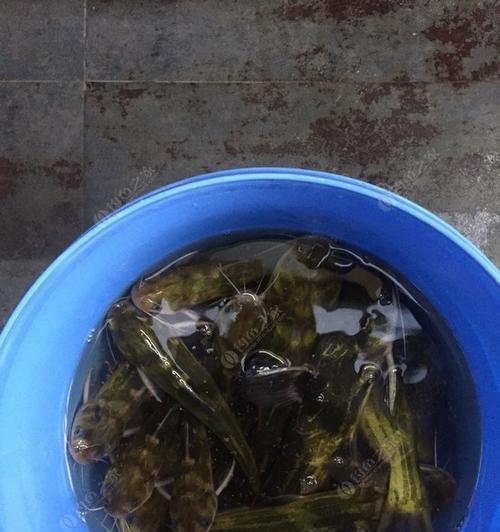 夜间钓昂刺鱼的技巧（夜间钓昂刺鱼）  第1张