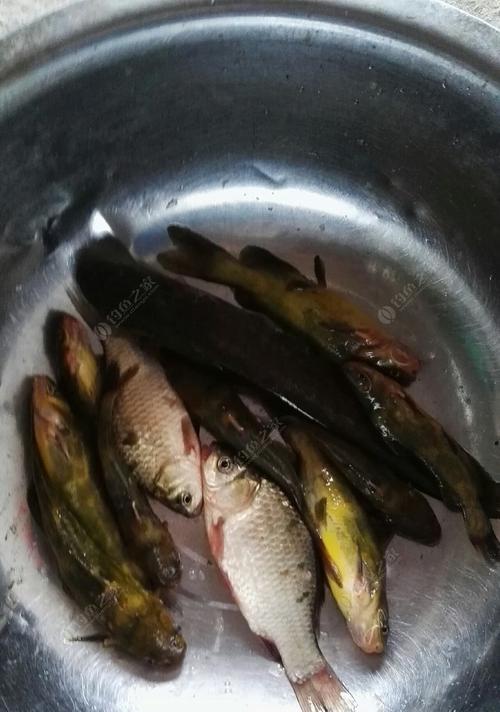 夜间钓黄辣丁的技巧与经验（打造专业的夜钓黄辣丁技巧）  第3张