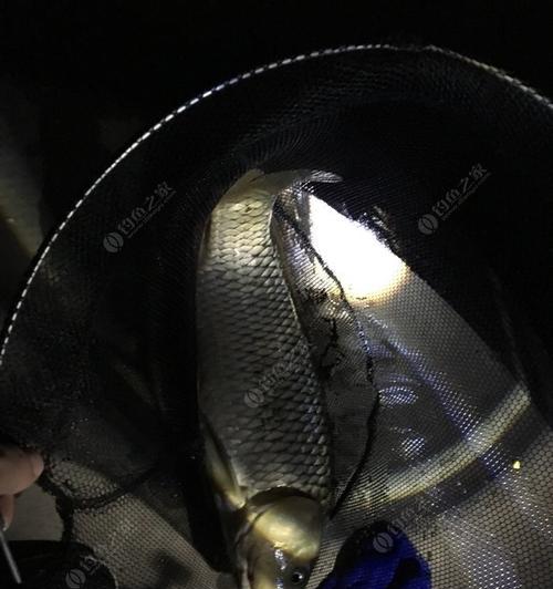夜间钓鲫鱼的绝招（掌握这一技巧）  第2张