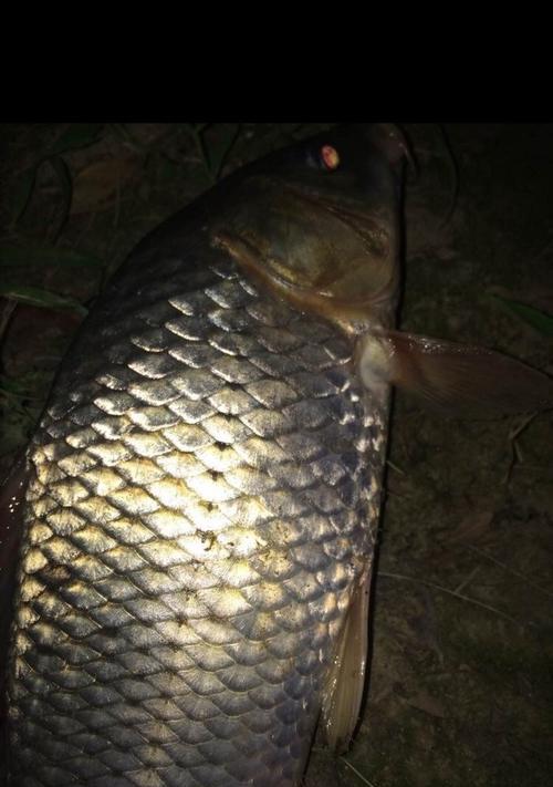 夜间钓鲫鱼的绝招（掌握这一技巧）  第3张