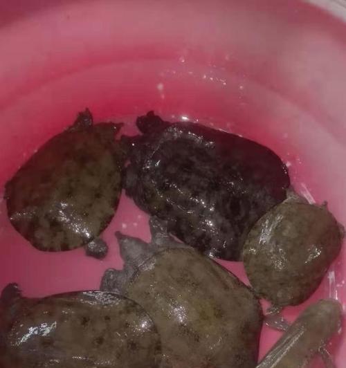 夜间钓甲鱼的技巧（掌握夜晚钓甲鱼的关键要点）  第1张