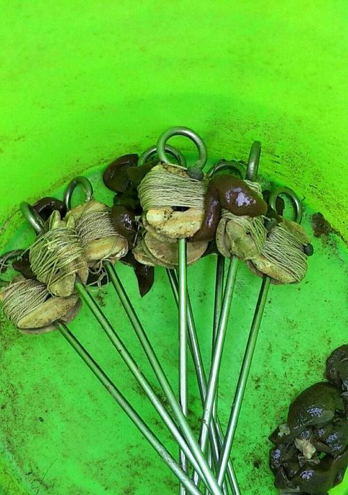 夜间钓甲鱼的技巧（掌握夜晚钓甲鱼的关键要点）  第2张