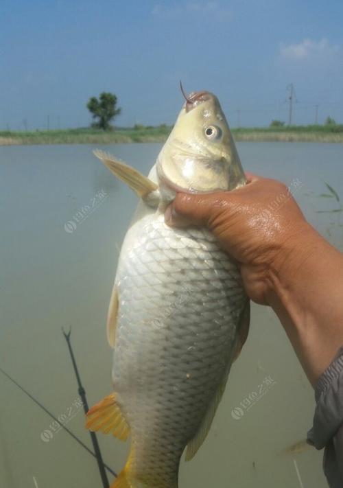 夜间钓鲤草的最佳方法与技巧（钓鲤草的专业指南）  第1张