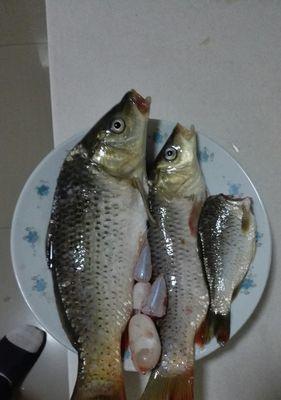 夜间钓鲤鱼的正确方法和技巧（掌握以下）  第1张