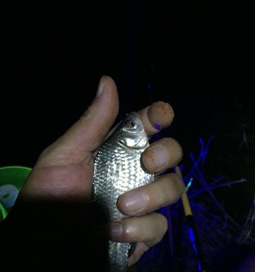 夜间钓鲤鱼绝招技巧（掌握钓鲤鱼的窍门）  第3张