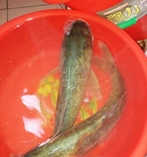 夜间钓鲢鳙的绝妙技巧（掌握这些技巧）  第1张