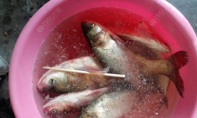夜间钓鲢鳙的绝妙技巧（掌握这些技巧）  第2张