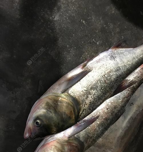 夜间钓鲢鳙的技巧（揭秘夜间钓鲢鳙的绝技）  第1张