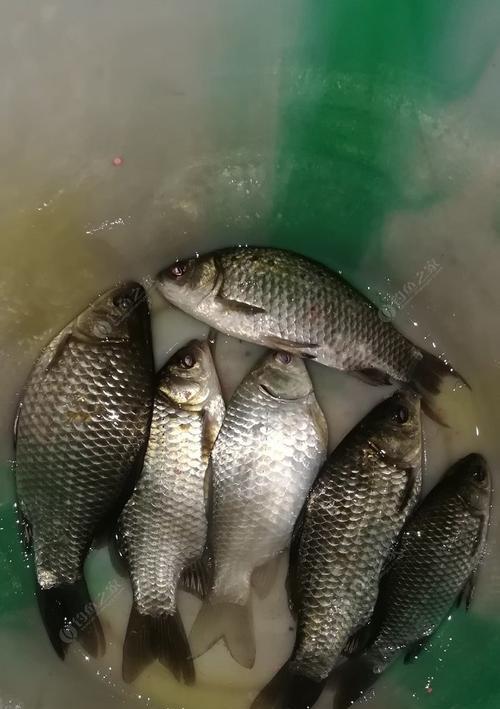 夜间钓鲢鳙的技巧（揭秘夜间钓鲢鳙的绝技）  第3张