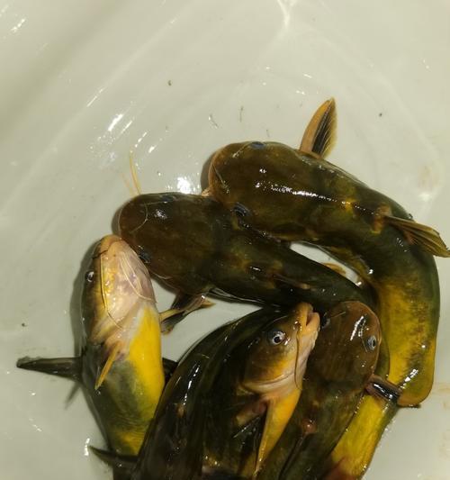 夜间钓鱼技巧绝招（掌握关键要点）  第3张