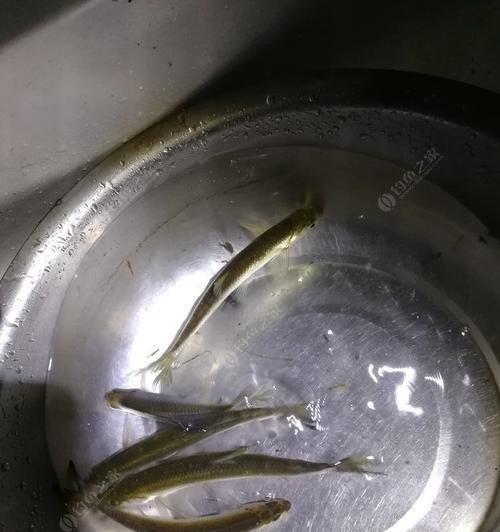 夜间钓鱼看漂技巧教学（掌握关键技巧）  第1张