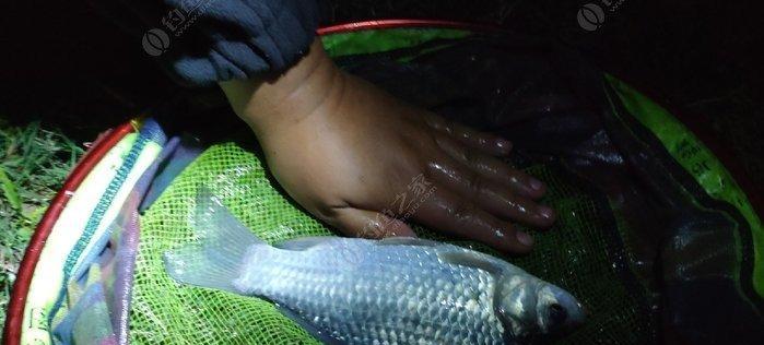 夜间钓鱼看漂技巧教学（掌握关键技巧）  第2张