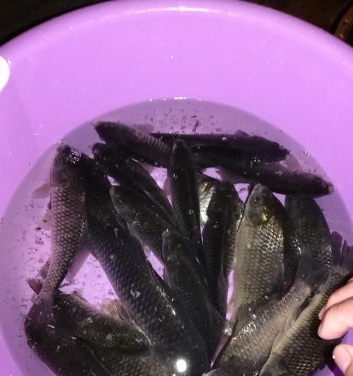 夜间钓鱼技巧与要领（夜间垂钓的必备知识与实用经验分享）  第1张